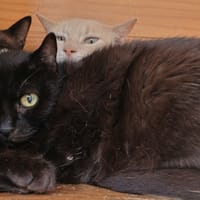 Rusty, chatte à adopter