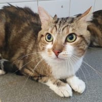 RAJA CHA, chat à adopter