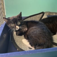 FAJITAS, chatte à adopter