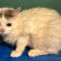 DOMINO, chatte à adopter