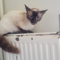 COOPER, chat à adopter