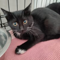 FLAMENCO QCT, chatte à adopter