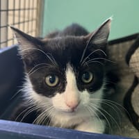 colette, chatte à adopter