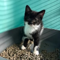 MOOGLIE, chatte à adopter