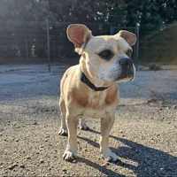 TCHOUKY, chien à adopter