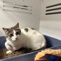 CLOCHETTE, chatte à adopter