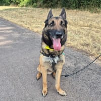 ONIX, chien à adopter