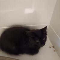 Buster, chatte à adopter