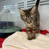 COOKIE, chat à adopter