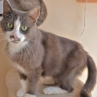 Duchesse (en cours d'adoption), chatte à adopter