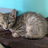 VALKA, chatte à adopter