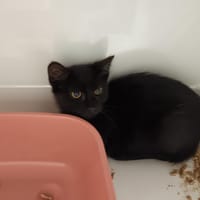 Smoky, chatte à adopter