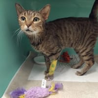 PAPAYE PAB28886, chatte à adopter