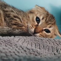 VOLUPTUEUSE CHA, chatte à adopter