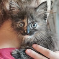 bloom, chatte à adopter