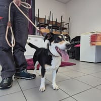 BELLA, chienne à adopter