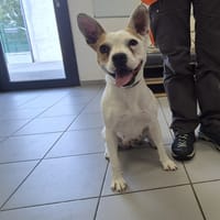 HANDY, chienne à adopter