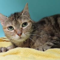 MUSA PAB28881, chatte à adopter