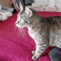 FLEUR, chatte à adopter