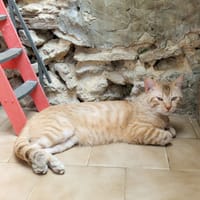 SCRAT HAB17638, chat à adopter