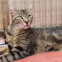 MARCO PAB28908, chat à adopter