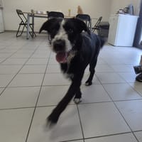ASTRO, chien à adopter