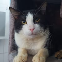 RENAUD, chat à adopter