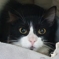CABREL, chat à adopter