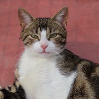 ZANE PAB28909, chat à adopter