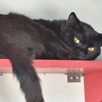 Flash, chat à adopter