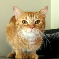 ROQUETTE PAB28814, chatte à adopter