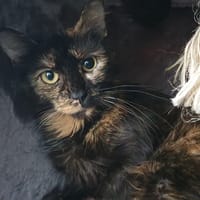 LOUANE, chatte à adopter