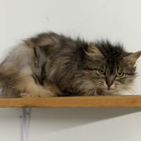 Venus CAB5129, chatte à adopter