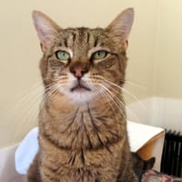 MAGNUM PAB28748, chat à adopter