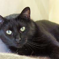 KYRIE PAB28655, chat à adopter