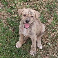 BIJOU, une vraie beauté, chienne à adopter