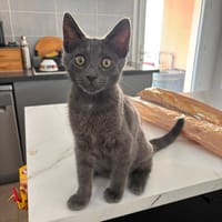 FILEO, chat à adopter