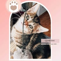 GENIEVRE, chatte à adopter