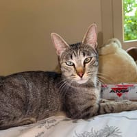 Zélye, chatte à adopter