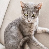 Ysis, chatte à adopter