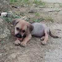 Milo le joyeux petit coquin, chien à adopter