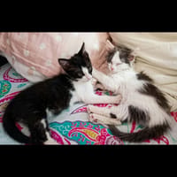 CERES et SIRIUS, chat à adopter