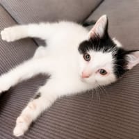 Twister, chat à adopter