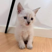Khalis, chatte à adopter