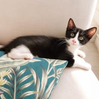 Bam, chat à adopter