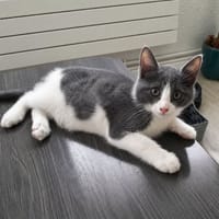 Boum, chat à adopter