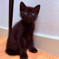 Nefra, chatte à adopter