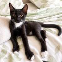 Bruni, chat à adopter