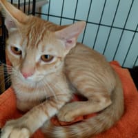 WENDY CHATONNE ROUSSE, chatte à adopter