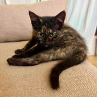 KISS, chatte à adopter